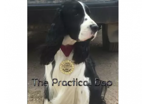 The Practical Dog "Good Dog" Training & Education