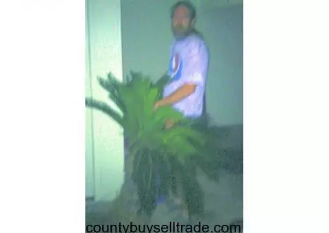 3 foot Sego Palm